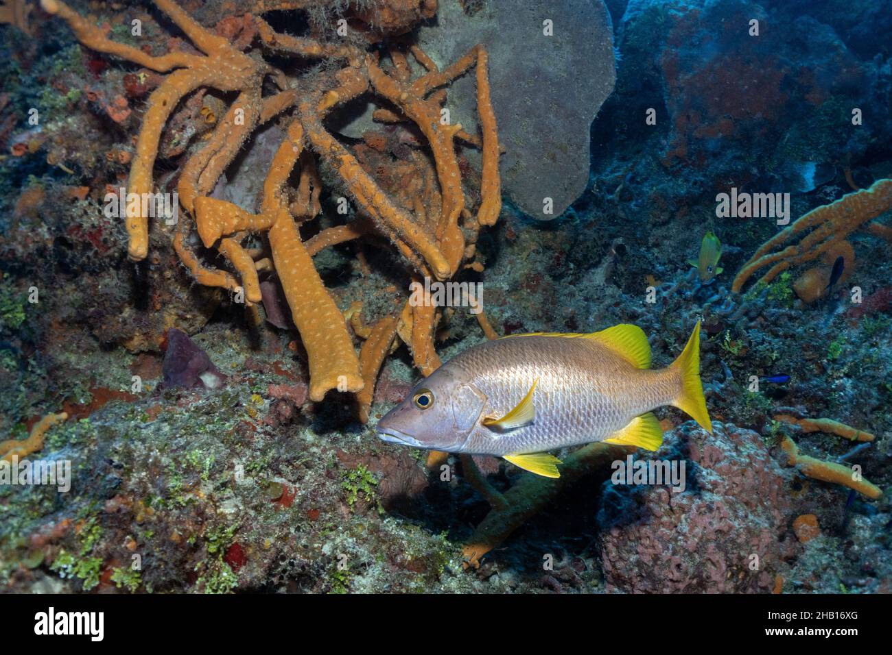 Schulmeister Snapper und Sponge Stockfoto