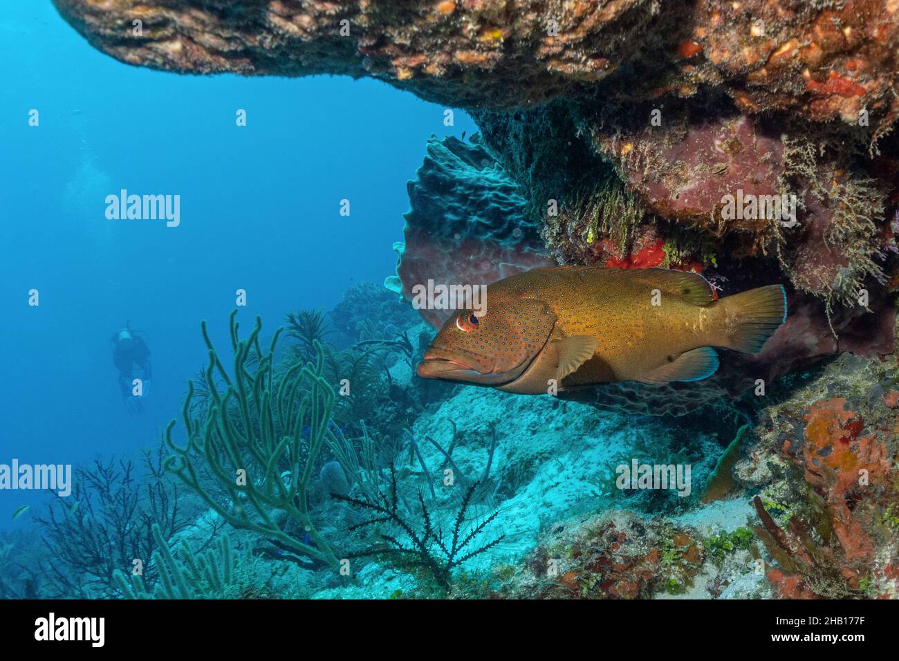 Coney Fish am Cozumel Reef Stockfoto