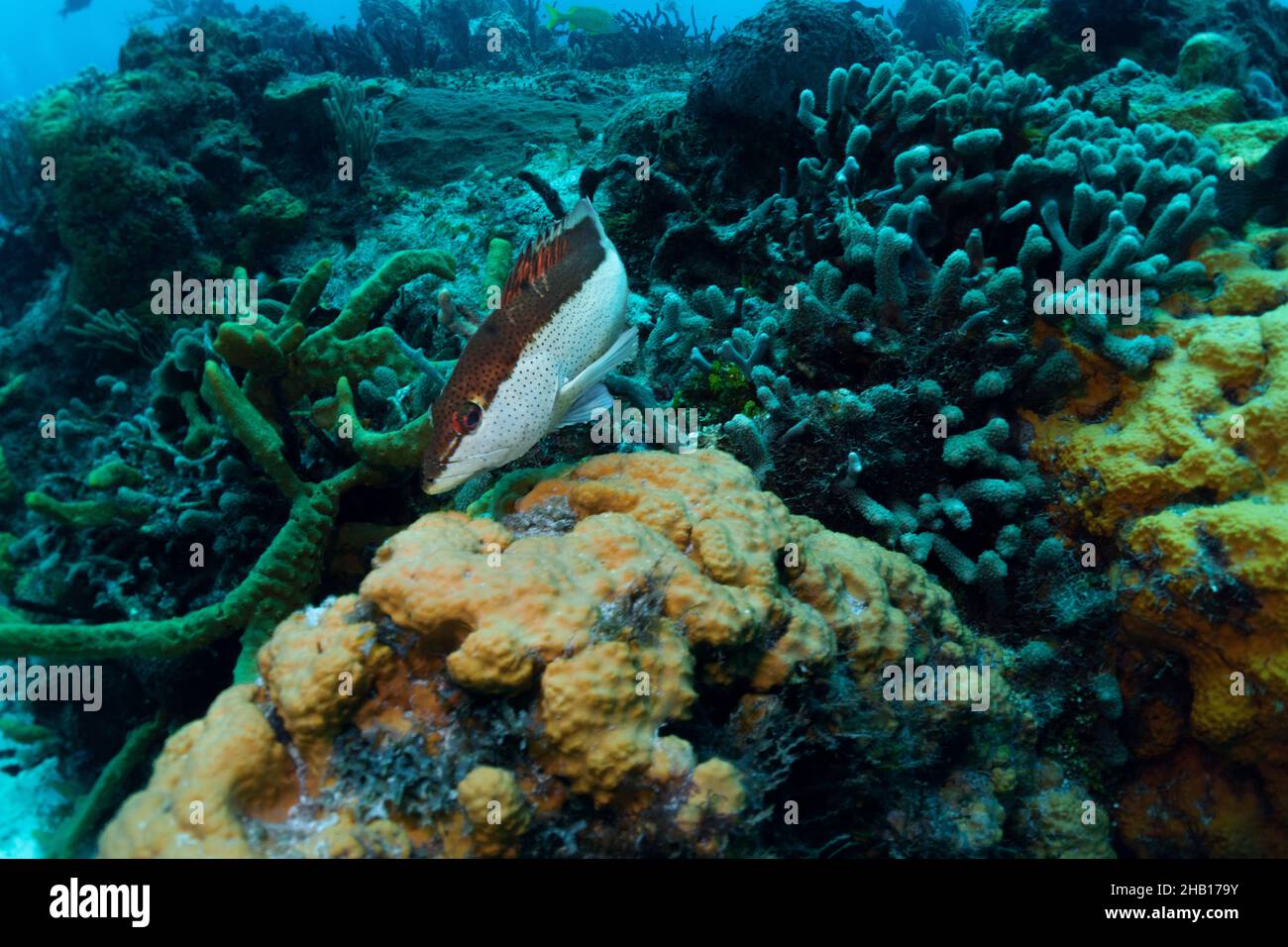 Coney Fish am Cozumel Reef Stockfoto