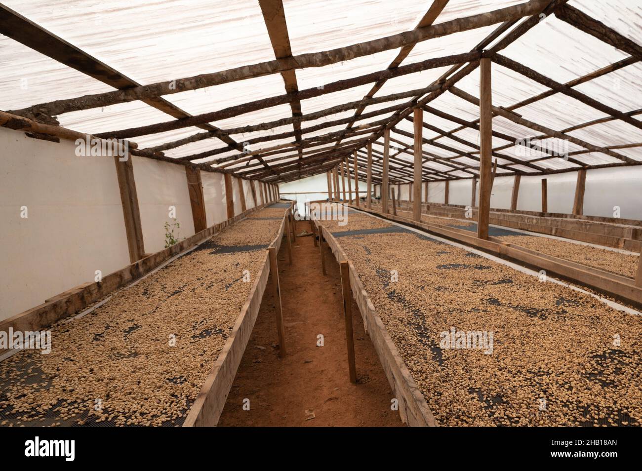 Beim Kaffeemanken werden Momentbohnen für den Espresso hergestellt. Kaffeesamen auf Holzkiste ernten. Bodenbearbeitung von Kaffee auf der Landwirtschaft. Stockfoto