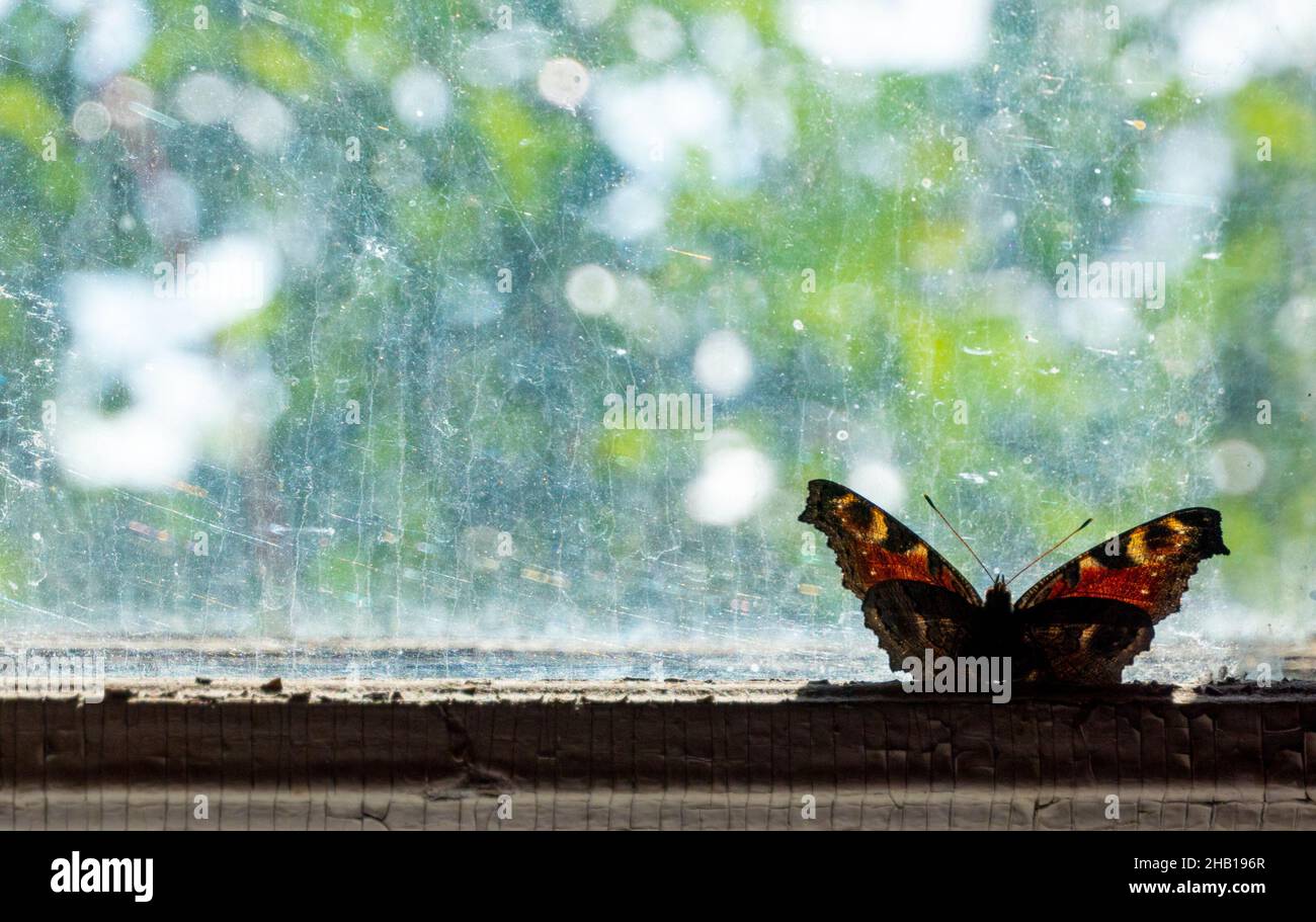 Schöner, heller Schmetterling, der auf dem alten Fenster mit einem geflochtenen Glasgewebe sitzt. Nahaufnahme. Ein Vintage-Effekt. Getönt Stockfoto