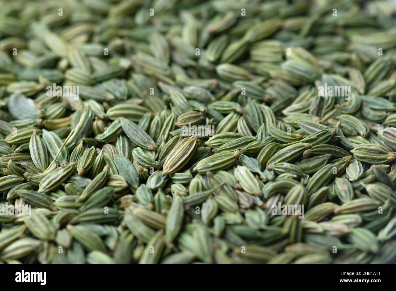 Trockene Fenchelsamen Nahaufnahme Foto für Hintergrund. Die Samen verteilen sich flach. Selektiver Fokus verwendet. Stockfoto
