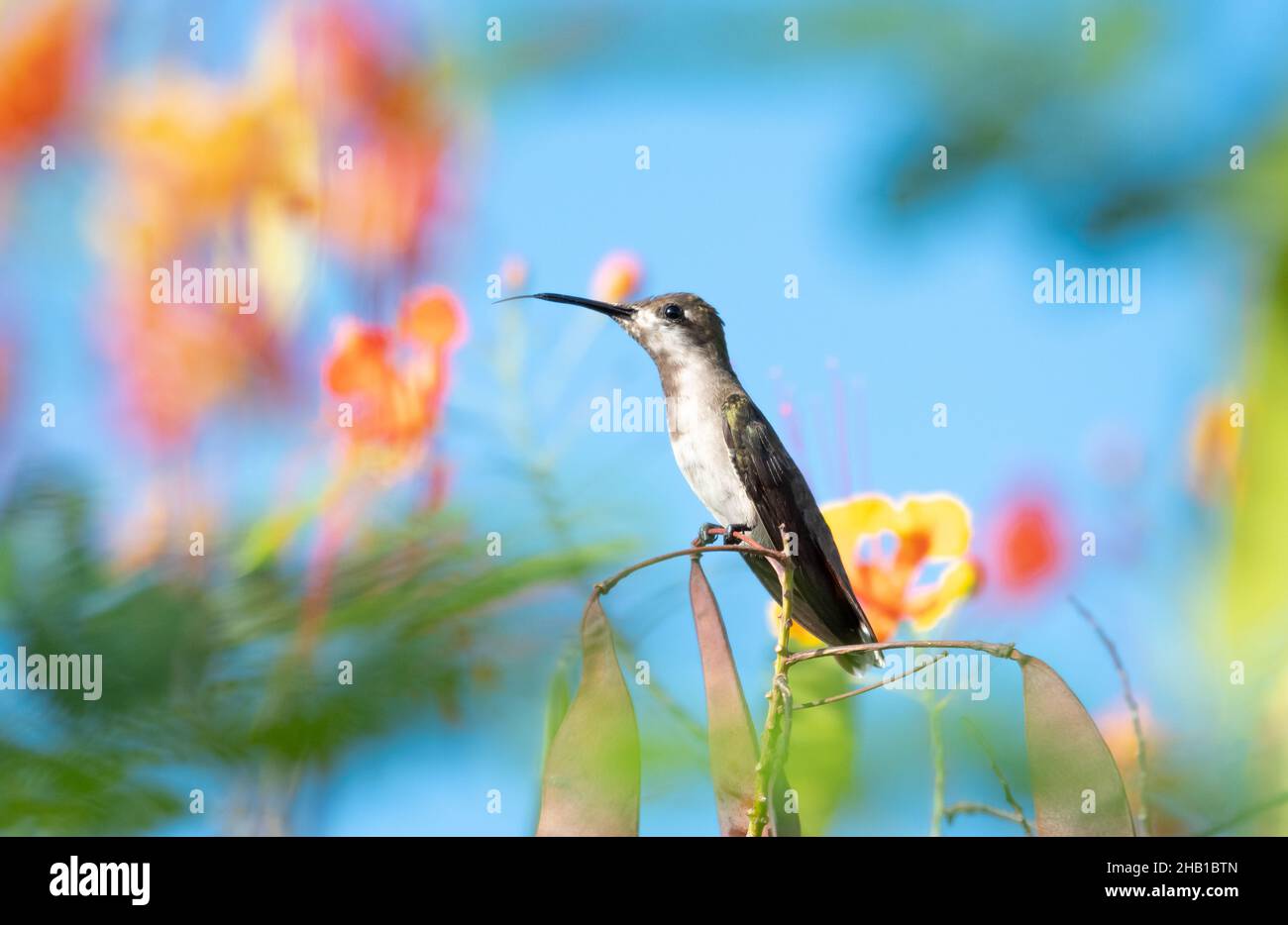 Eine kleine weibliche Ruby Topaz Kolibri, Chrysolampis mosquitus, die in einem farbenfrohen Barbados-Baum vor dem blauen Himmel steht Stockfoto