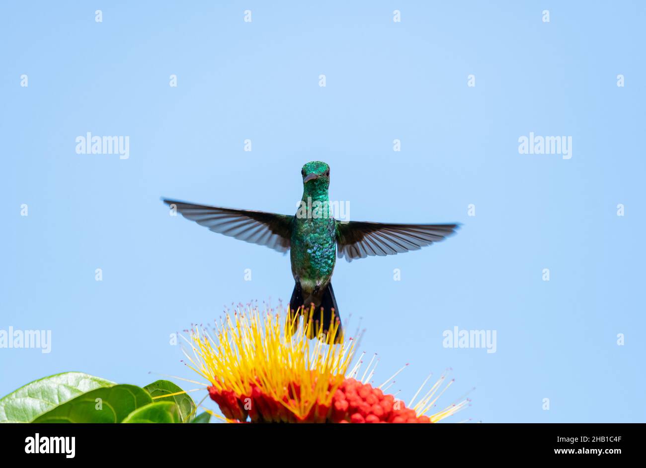 Glitzernder grüner Kolibri aus Kupfer, der über einer tropischen Combretum-Blume vor dem blauen Himmel schwebt. Stockfoto