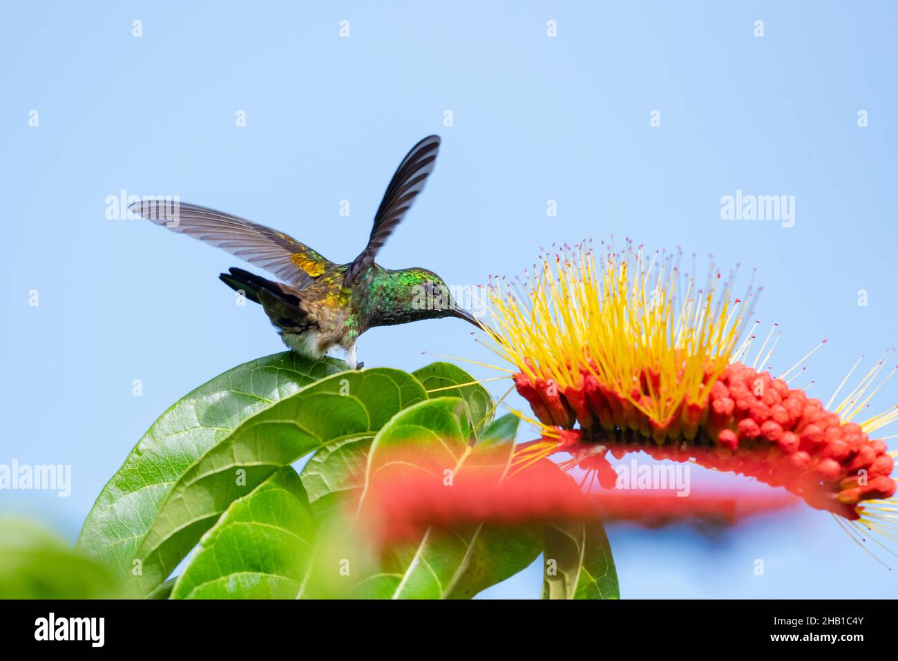 Glitzernder grüner Kolibri aus Kupfer, der sich von einer tropischen Combretum-Blume ernährt, die vom blauen Himmel isoliert ist. Stockfoto
