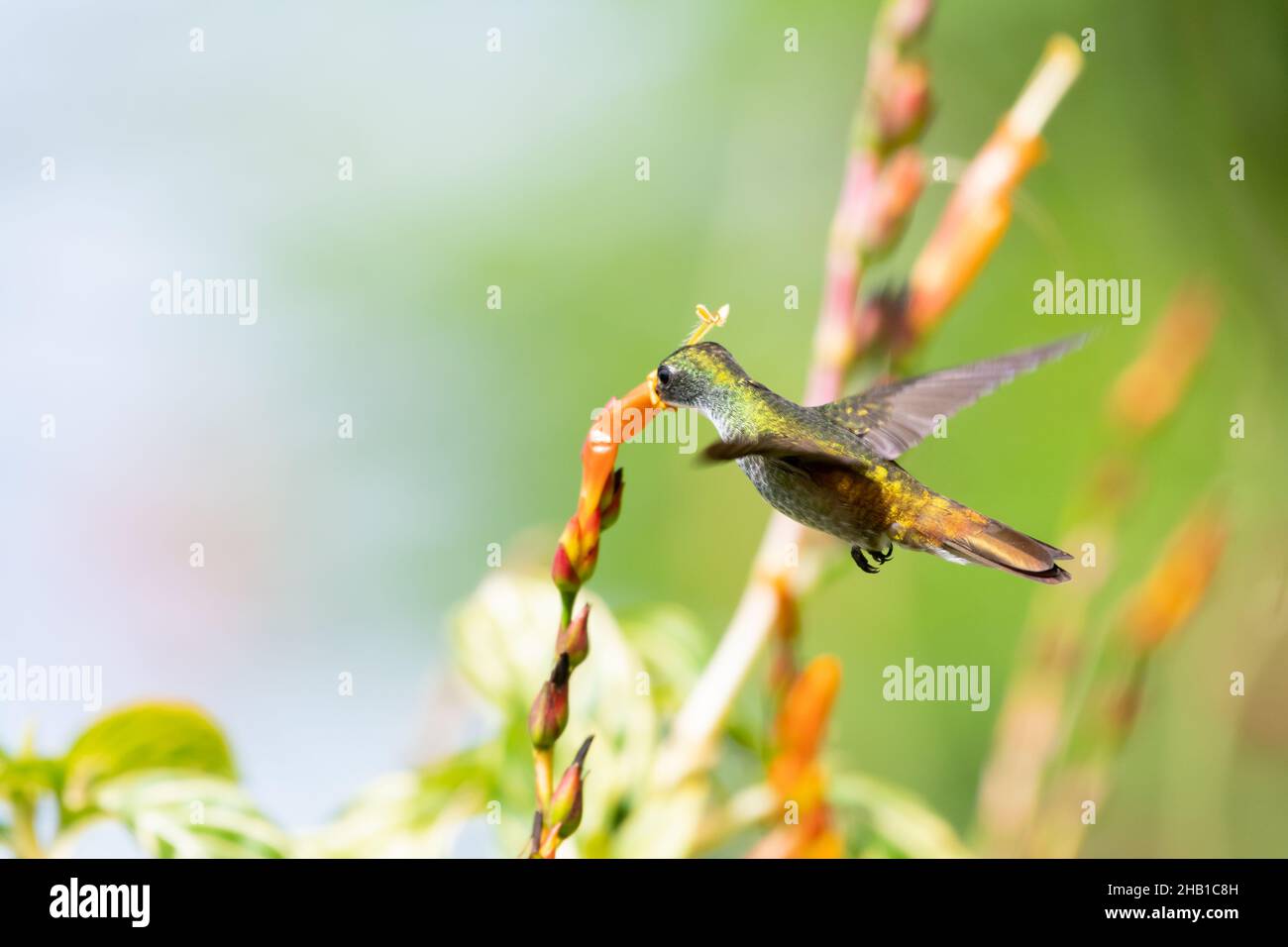 Ein glitzernder Smaragd-Kolibri mit weißem Chested, Amazilia brevirostris, ernährt sich von einer orangefarbenen Sanchezia-Blume in hellem natürlichem Sonnenlicht. Stockfoto