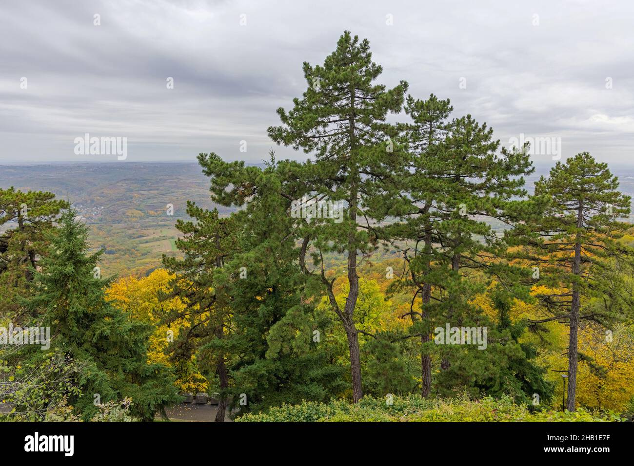 Kiefern im Evergreen Park mit Blick auf die Herbstlandschaft Stockfoto