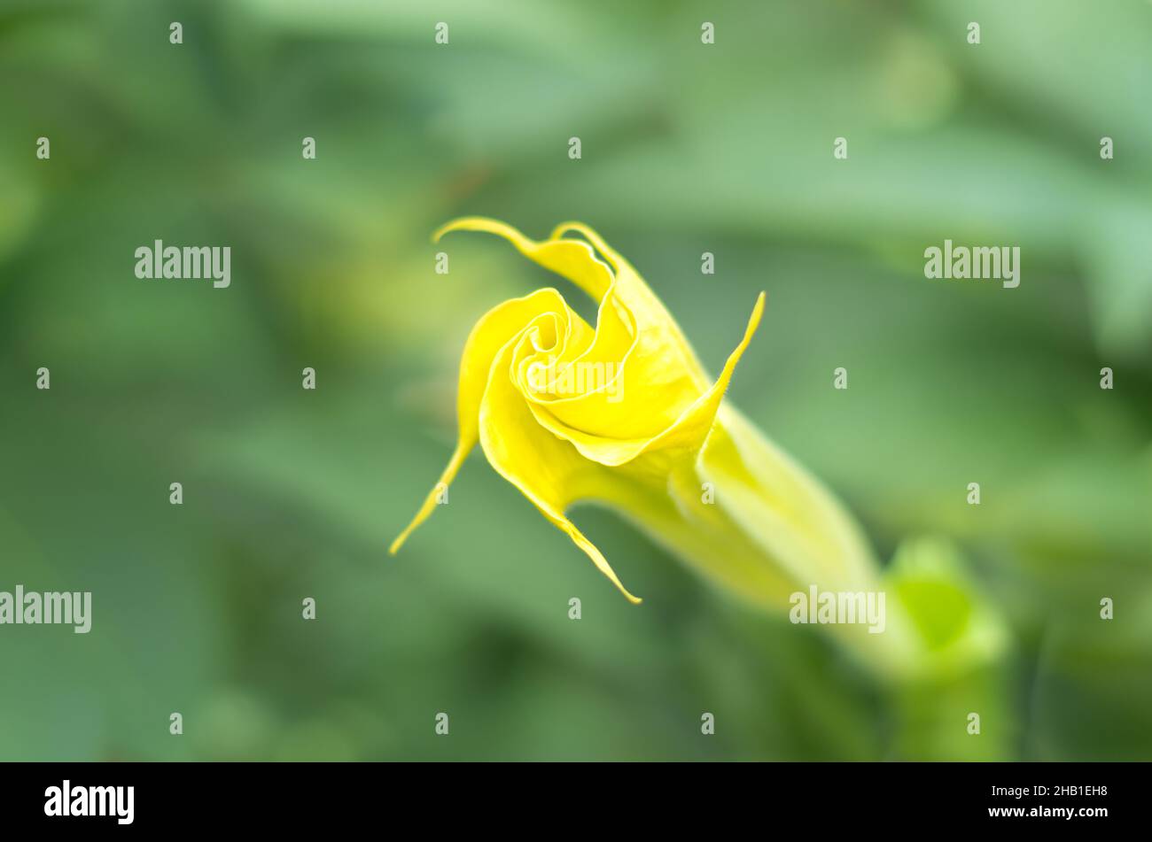 Eine neu aufkeimende gelbe Engelstrompeten-Blume, Brugmansia mit einem verschwommenen Hintergrund. Stockfoto