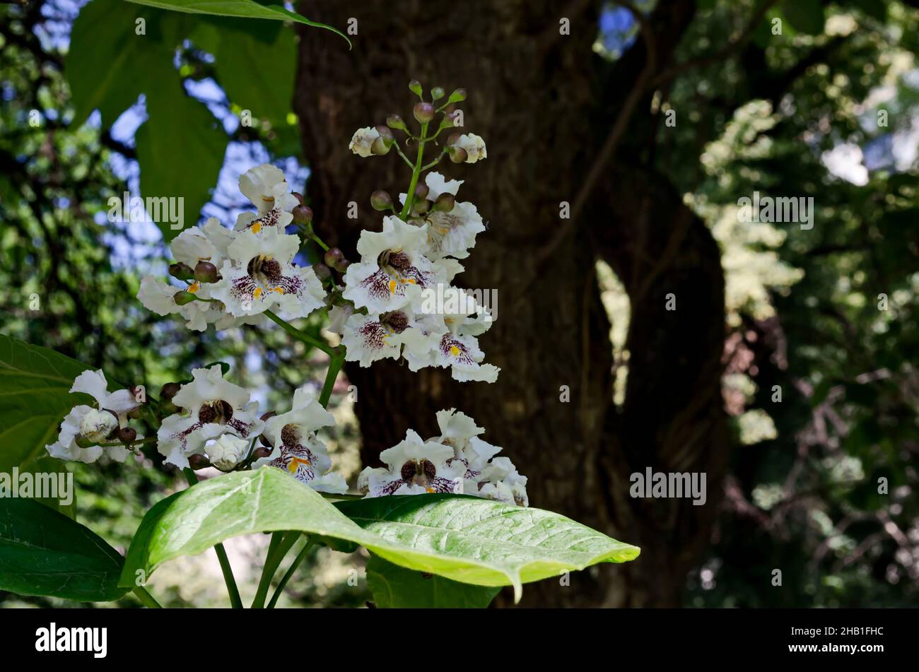 Nahaufnahme eines Astes von blühenden indischen Bohnenbäumen oder Catalpa bignonioides, Sofia, Bulgarien Stockfoto