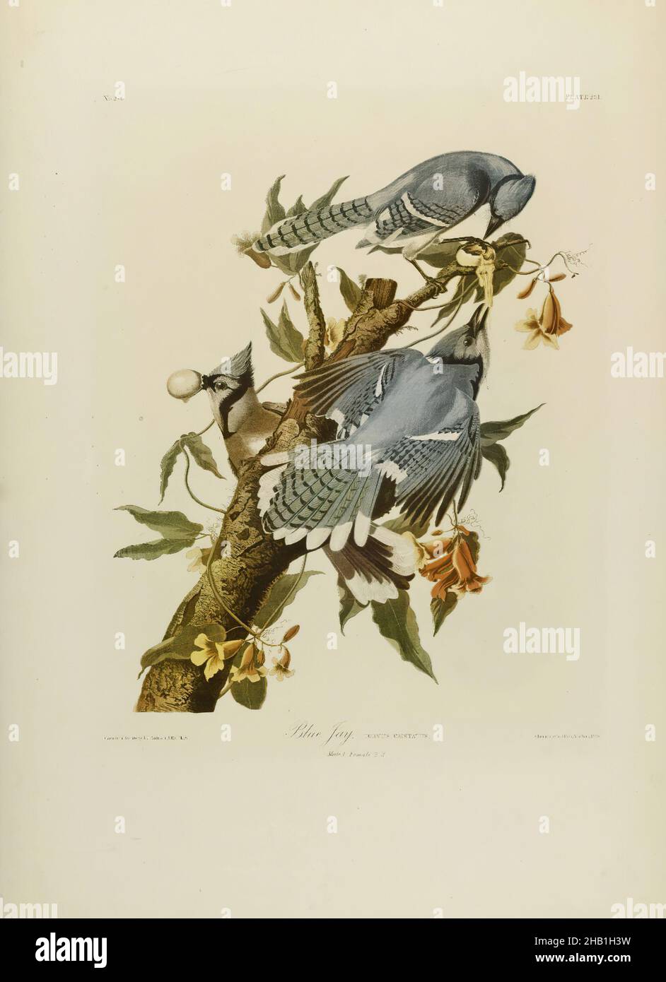 Blue Jay, John James Audubon, Amerikaner, geboren in Haiti, 1785-1851, Chromolithographie, 1861, Tier, Vogel, Ast, Corvid, Corvus cristatus, Cyanocitta cristata, Essen, Ei, Fauna, Flora, Naturforscher, Natur, Naturkunde, ornithologie Stockfoto