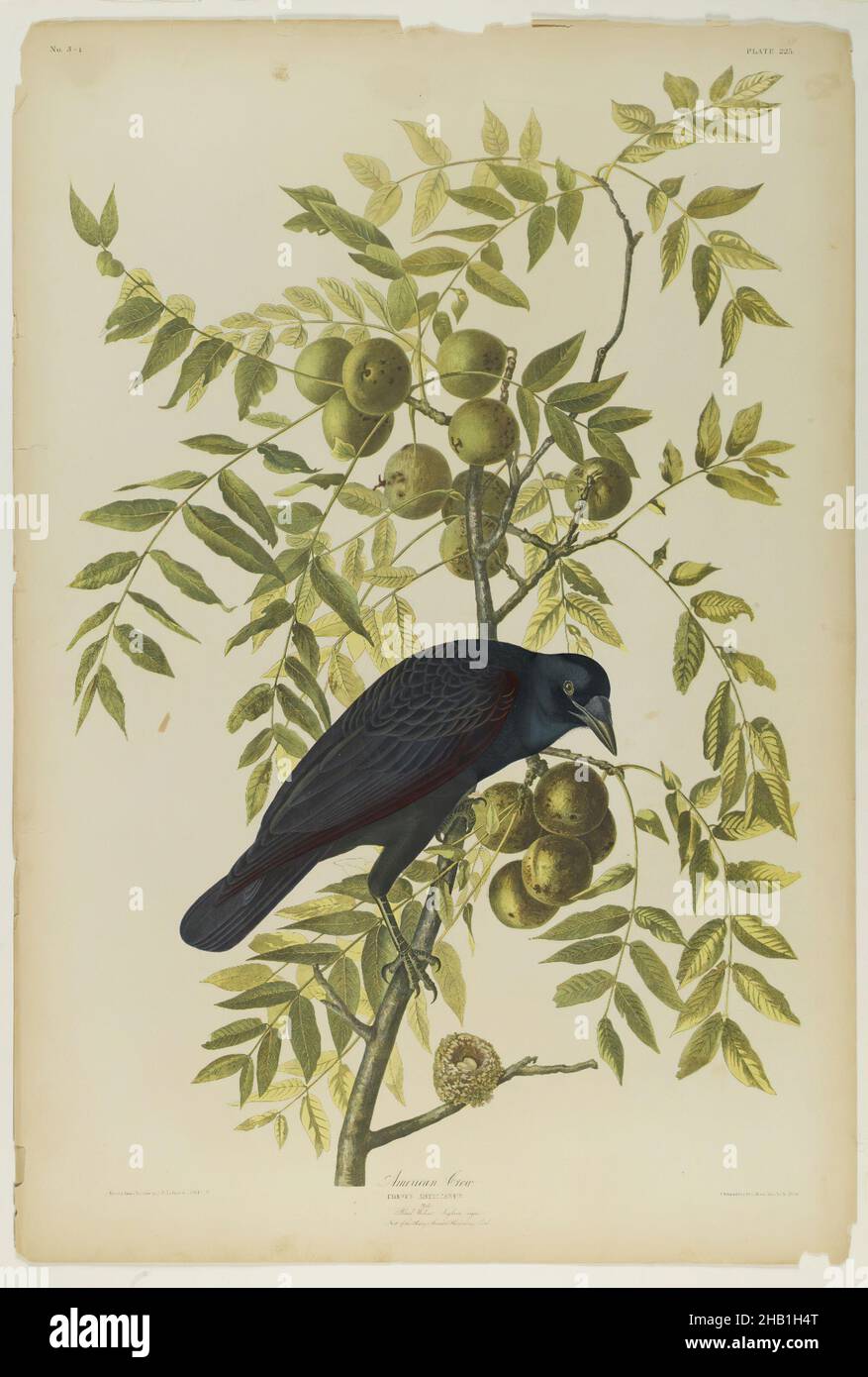 American Crow, John James Audubon, Amerikaner, geboren in Haiti, 1785-1851, Chromolithograph, 1861, 19th Jahrhundert, Amerikaner, Apfelbaum, Audobon, Vogel, Zweige, Corvus Americanus, Krähe, Fauna, Flora, Frucht, Blätter, Naturstudie, Oliven, Ornithologie, Druck, rubbenkehlige Kolibri Nest, Wissenschaft Stockfoto
