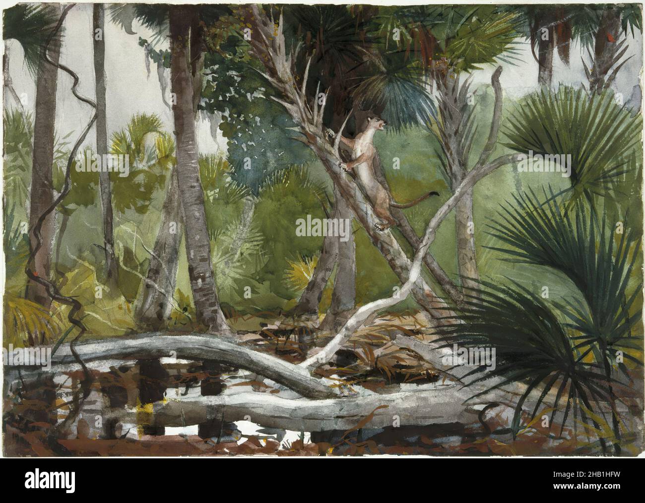 In the Jungle, Florida, Winslow Homer, Amerikaner, 1836-1910, Transparentes Aquarell mit einem Hauch von opaker Wasserfarbe über Graphit auf cremefarbenem, mäßig dickem, mäßig strukturiertem Webepapier, USA, 1904, 13 7/8 x 19 11/16 in., 35,2 x 50 cm, Katze, Wedel, Dschungel, Landschaft, Log, üppig, Palmen, Palmen, Raubtier, Pfütze, Puma, Sumpf, Bäume, Tropen, Wasser, Aquarell, wild Stockfoto