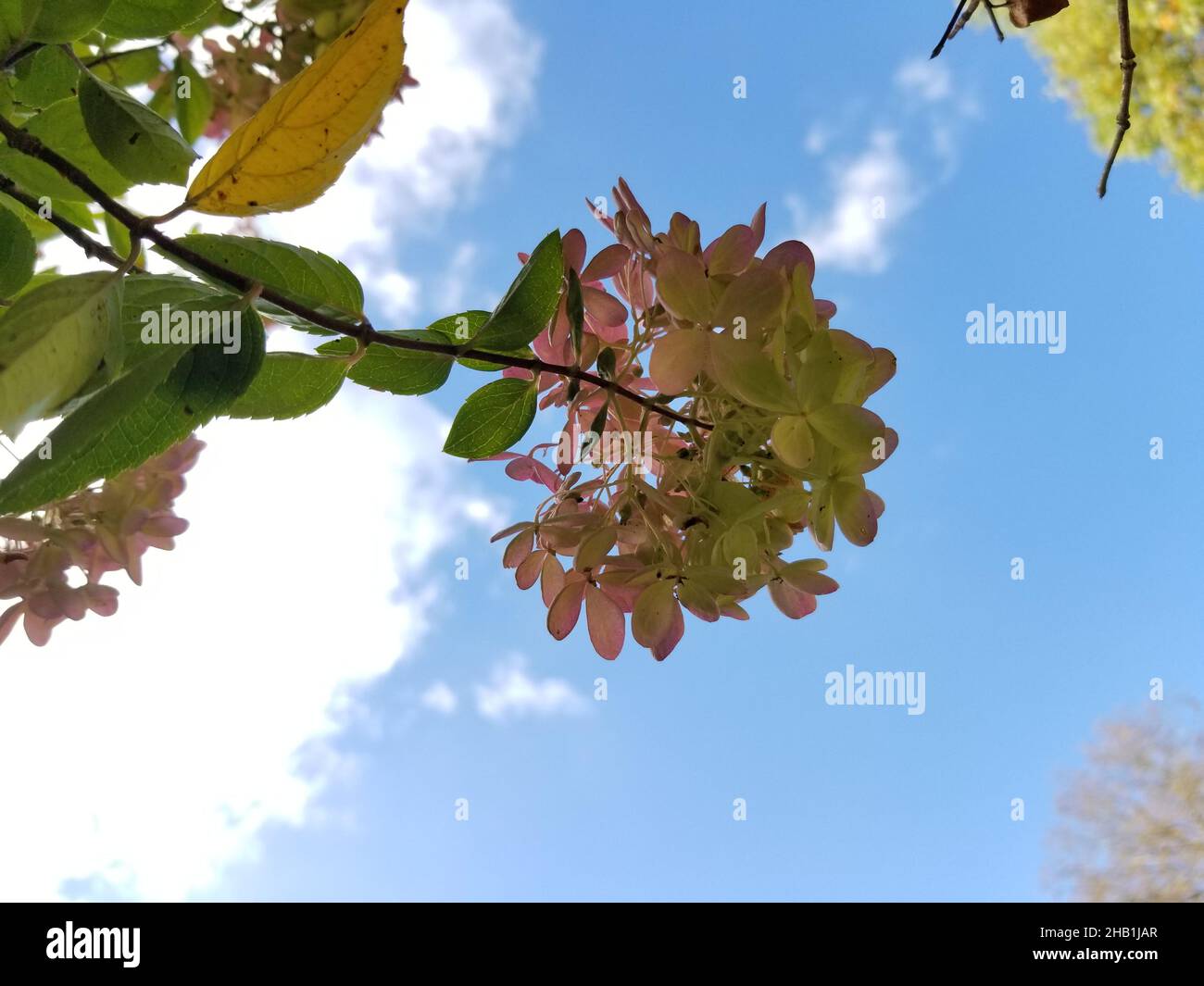 Blick nach oben, durch eine großblättrige Hortensienblume, auch bekannt als Hortensia, auf einen schönen blauen Himmel mit einigen weißen Wolken -04 Stockfoto