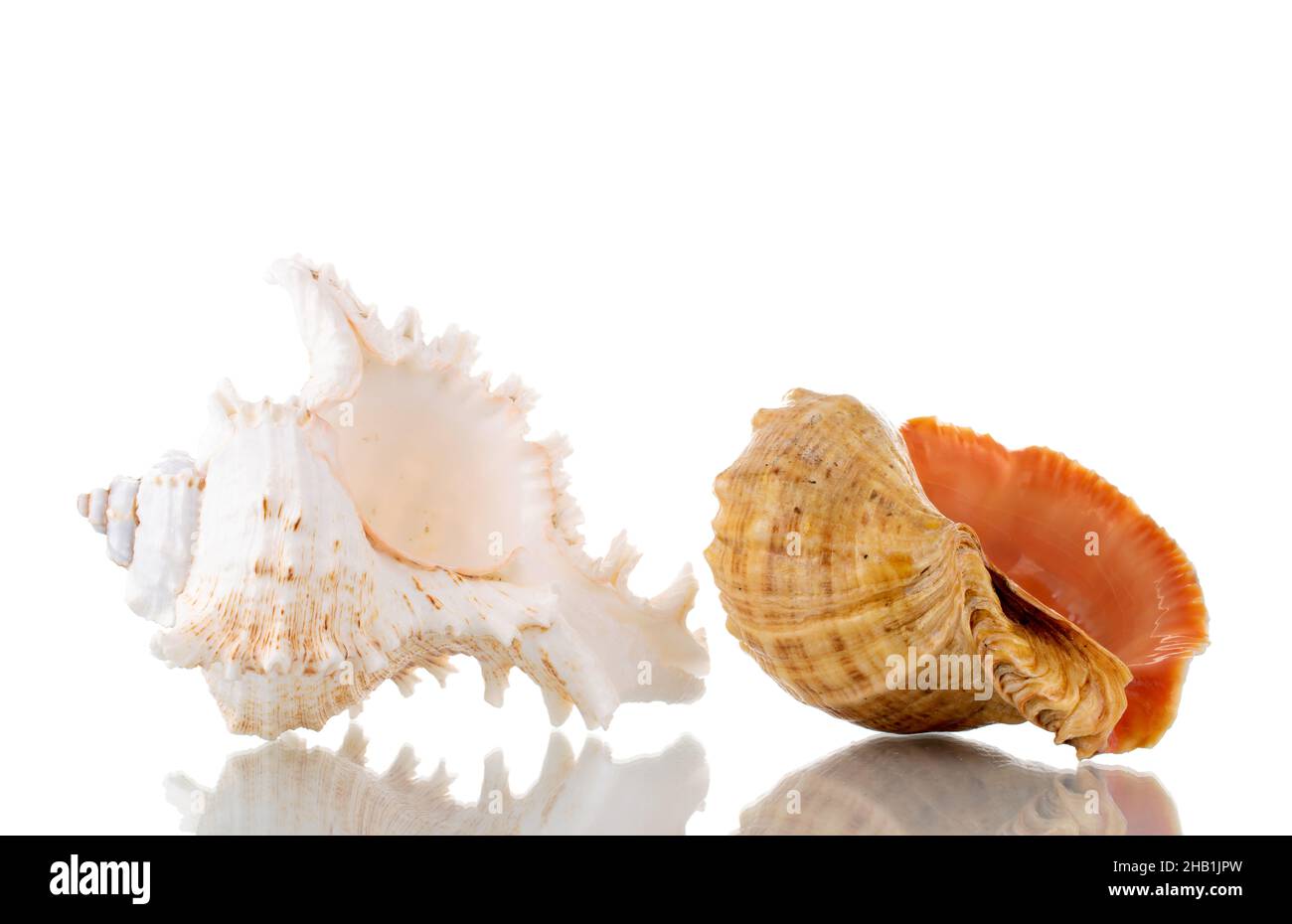 Zwei Muscheln, Nahaufnahme, isoliert auf Weiß. Stockfoto