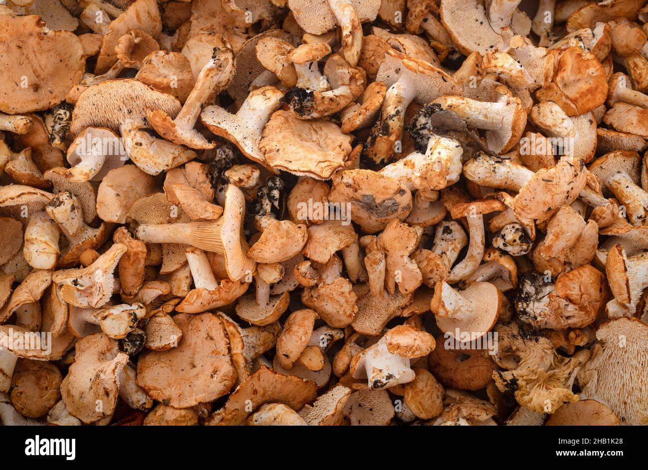 Hydnum repandum vor dem Nahaufnahme-Hintergrund Stockfoto