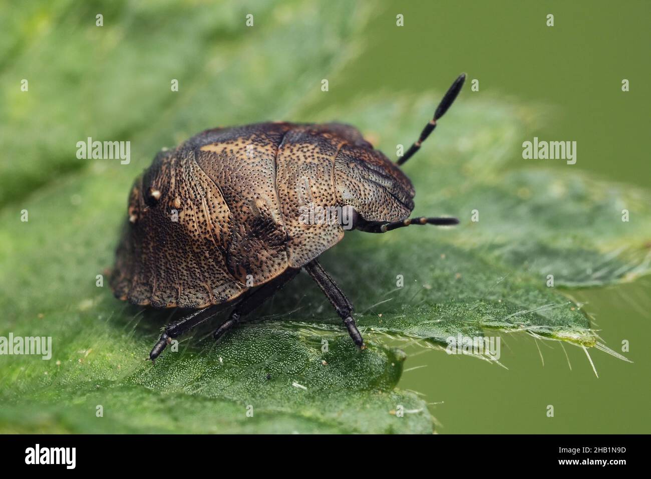 Schildkröte Shieldbug Nymphe (Eurygaster testudinaria), die auf dem Blatt ruht. Tipperary, Irland Stockfoto