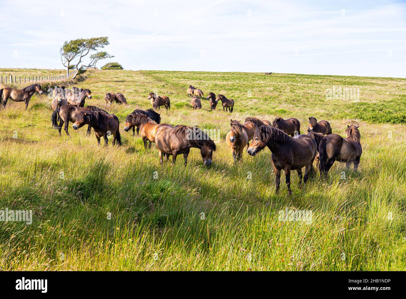 Eine Herde Exmoor Ponys auf dem Moorland des Exmoor National Park in der Nähe von Lucott Cross, Somerset, Großbritannien Stockfoto