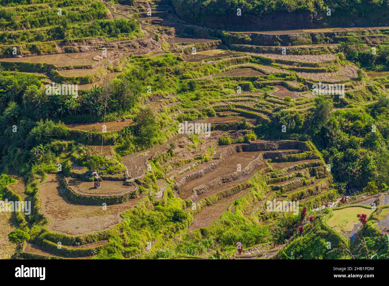 Reisterrassen in der Nähe des Dorfes Banaue auf der Insel Luzon, Philippinen Stockfoto