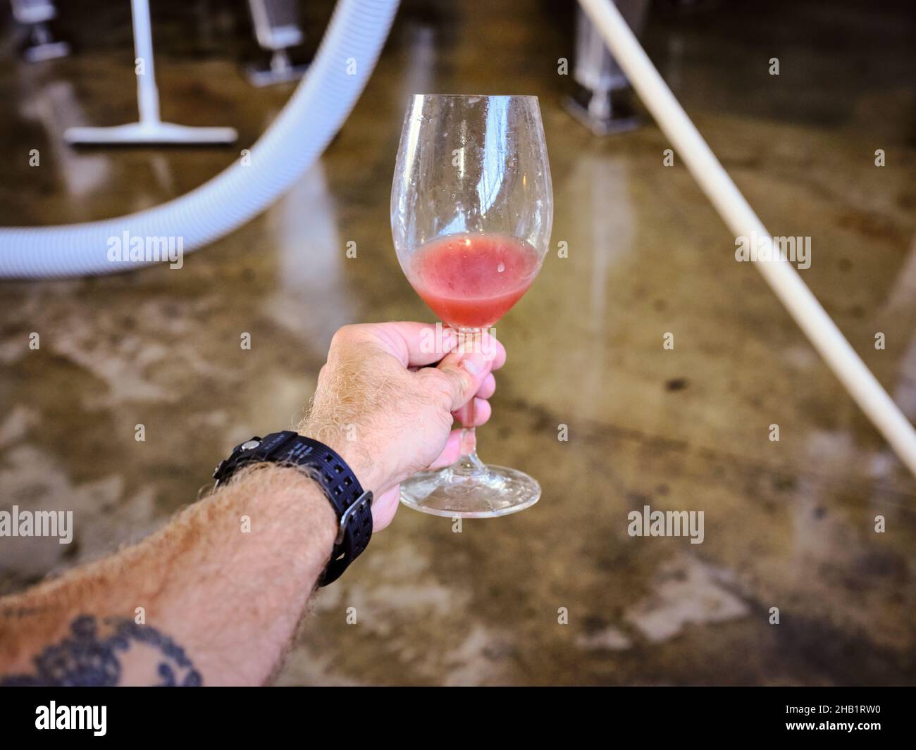 Ein Glas Wein aus einem Gärtank Stockfoto