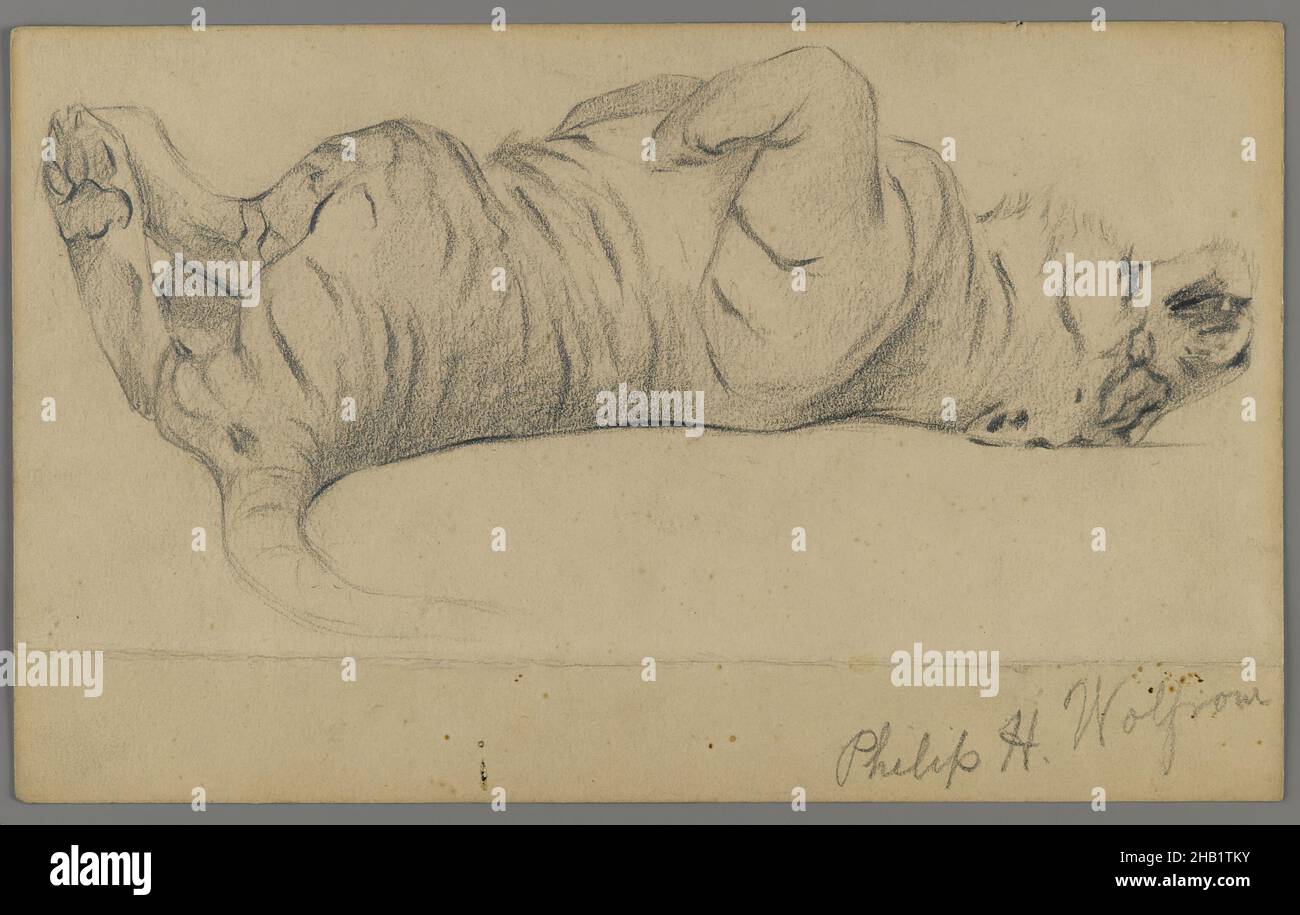 Sleeping Tiger, Philip H. Wolfrom, Amerikaner, 1870-1904, Graphit auf Papier, n.d., Blatt: 5 1/2 x 8 15/16 Zoll, 14 x 22,7 cm Stockfoto