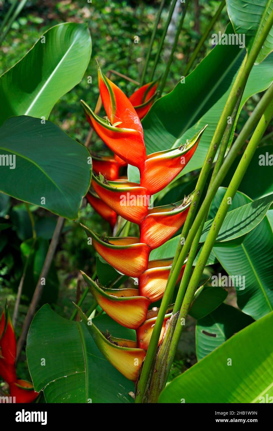 Heliconia blüht auf tropischem Regenwald Stockfoto