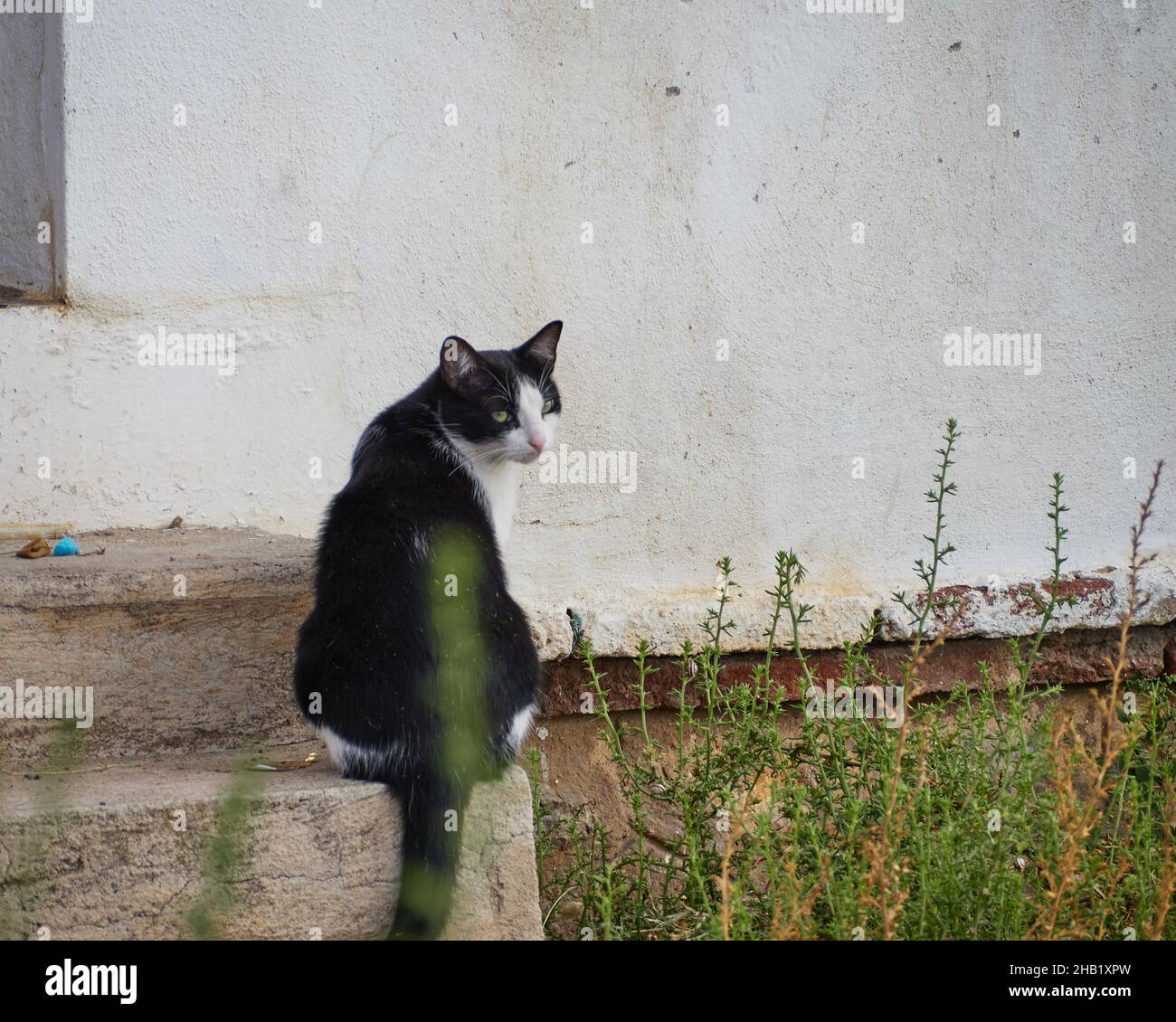 Niedliches schwarz-weißes niedliches Kätzchen, das auf Steinstufen sitzt und nach vorne schaut Stockfoto