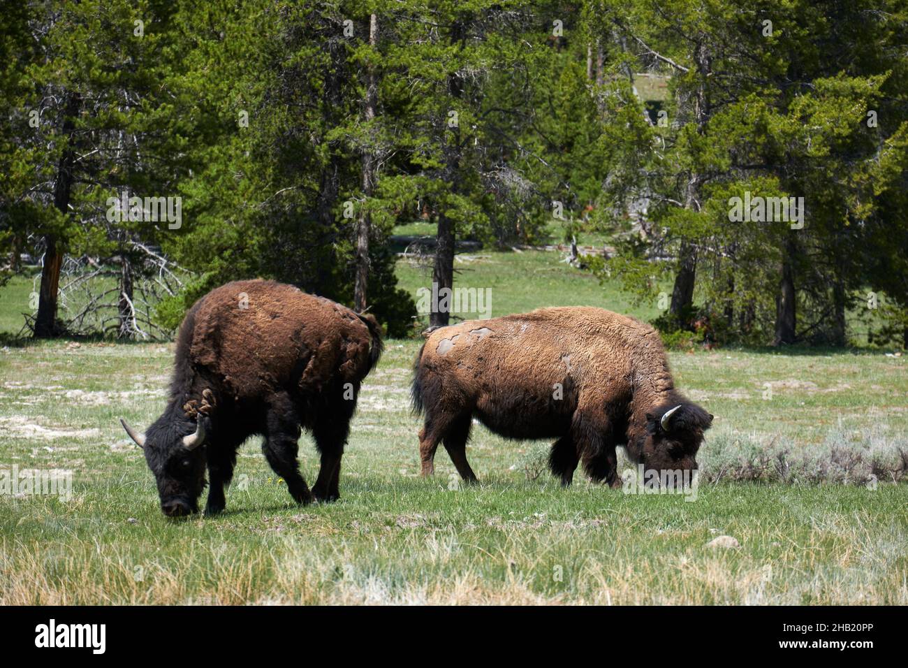 Zwei amerikanische Bisons fressen Gras im Hayden Valley, Yellowstone National Park, Wyoming, USA Stockfoto