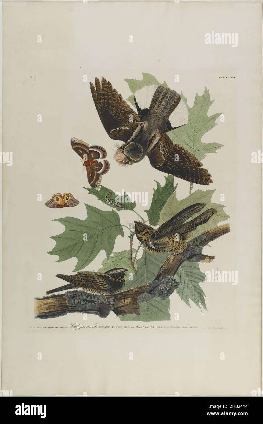 Peitsche-armer Wille, Aquatint, 1830, ca.: 27 x 40 Zoll, 68,6 x 101,6 cm, Vogel, Ast, Schmetterling, Fauna, Flug, Flora, Blätter, Motte, Naturstudie, ornithologie Stockfoto