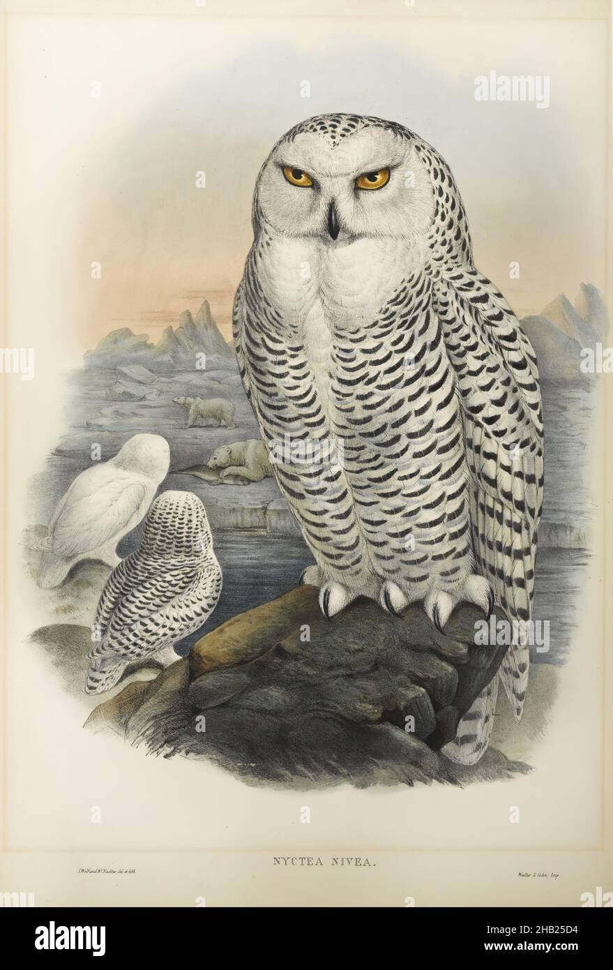 Nyctea Nivea - Snowy Owl, John Gould, British, 1804-1881, Lithographie auf Wobentpapier, Blatt: 21 1/4 x 14 1/2 Zoll, 54 x 36,8 cm, Vogel, Vögel, Lebensraum, Natur, Nyctea Nivea, Ornithologie, Ornithologie, Pflanzen und Tiere, Schneeeule, Arten, Tierwelt Stockfoto