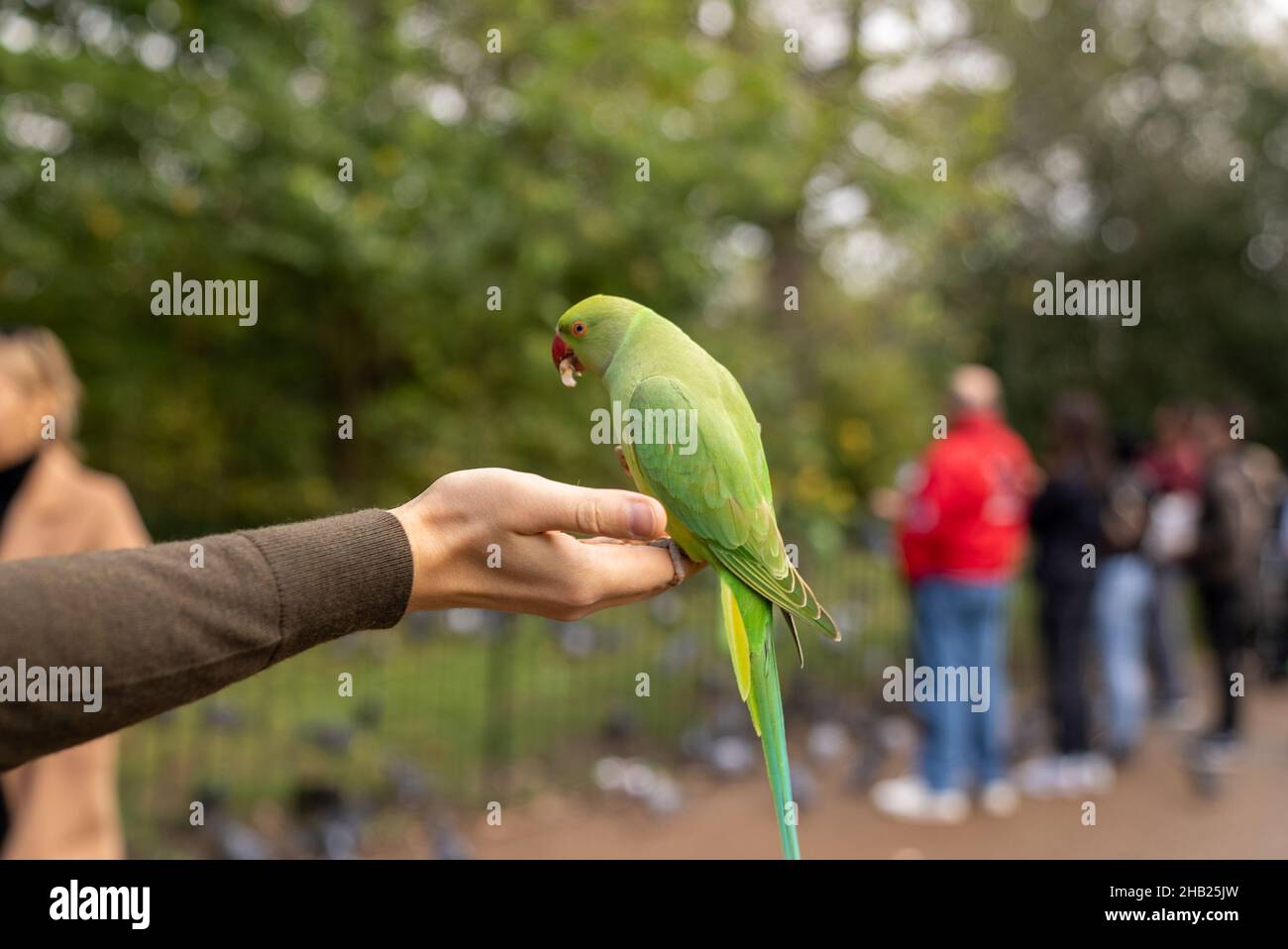 Grüner Papagei sitzt auf einer Hand und isst Nüsse in einem Park in London. Stockfoto