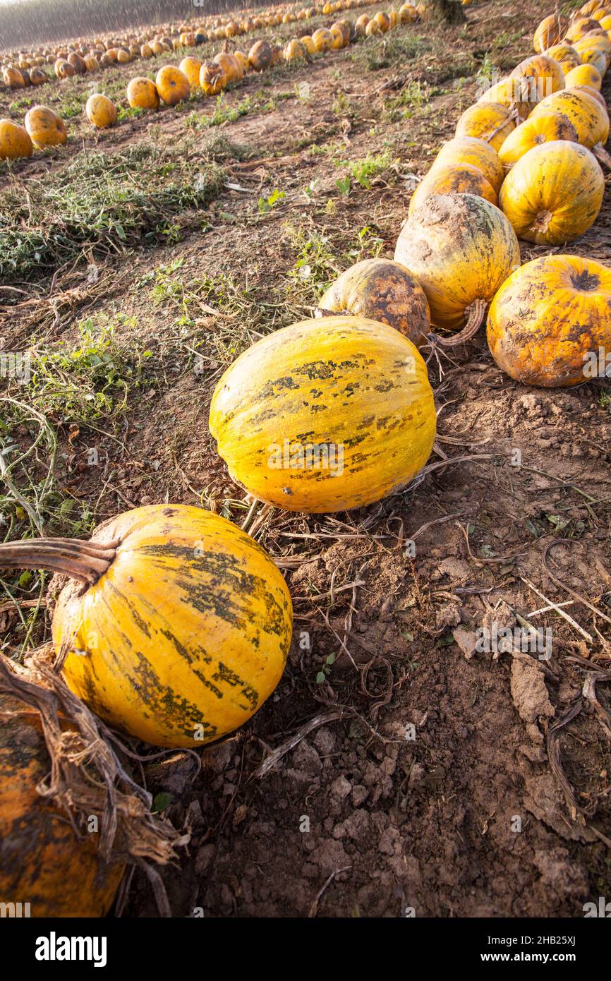 Kürbis, Feld, Bauernhof, Linie, Linie, Kürbisse, Reihen, Steiermark, Kürbiskernöl, gelb, Streifen, Erde, Erde, braun, Linien, Herbstlich, nah, orange, nah Stockfoto