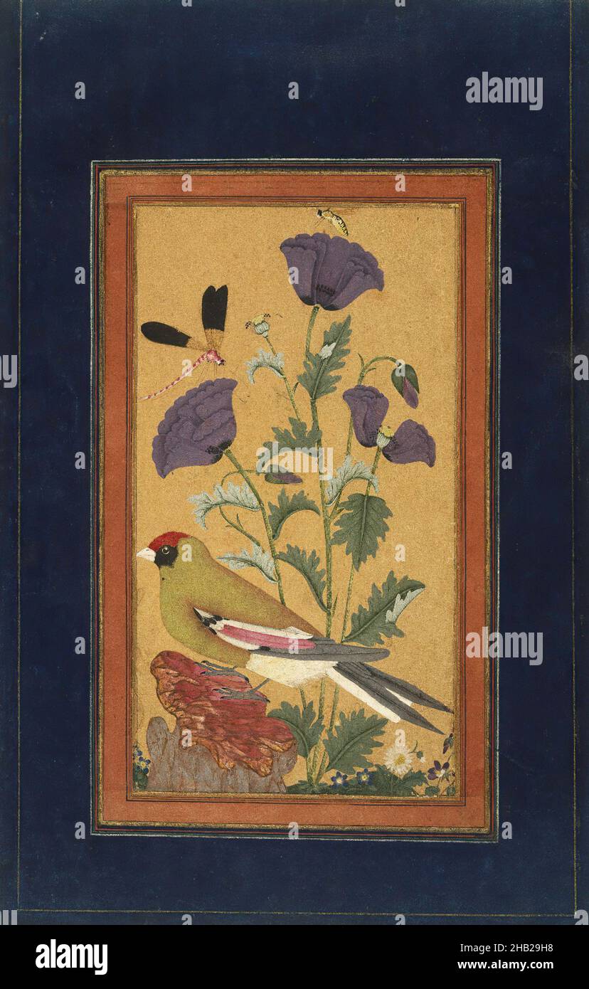 Finch, Mohnblumen, Fliege und Biene, Inder, Undurchsichtiges Aquarell und Gold auf Papier, Golconda, Deccan, Indien, 1650-1670, Blatt: 11 1/2 x 7 3/4 Zoll, 29,2 x 19,7 cm, Biene, Vogel, Botanik, Käfer, Deccani, Libelle, Finke, Blume, Blumen, Rahmen, Gold, Indien, Insekten, Schmucktöne, Natur, Malerei, Papier, Pflanzen, Mohnblumen, saisonal, Symbole, Vegetation, Aquarell Stockfoto