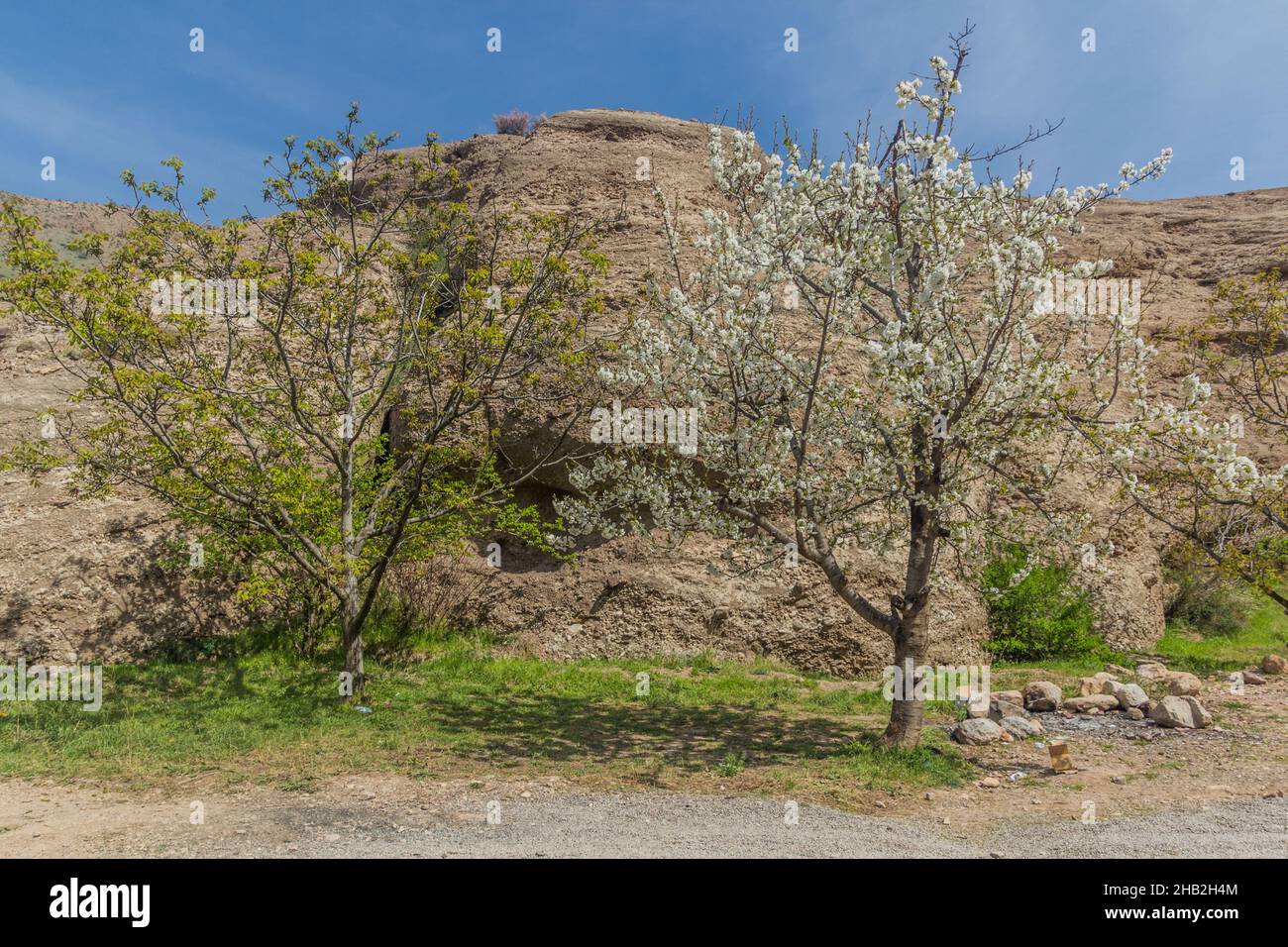 Frühling Kirschbäume in Blüte im Alamut Tal im Iran Stockfoto