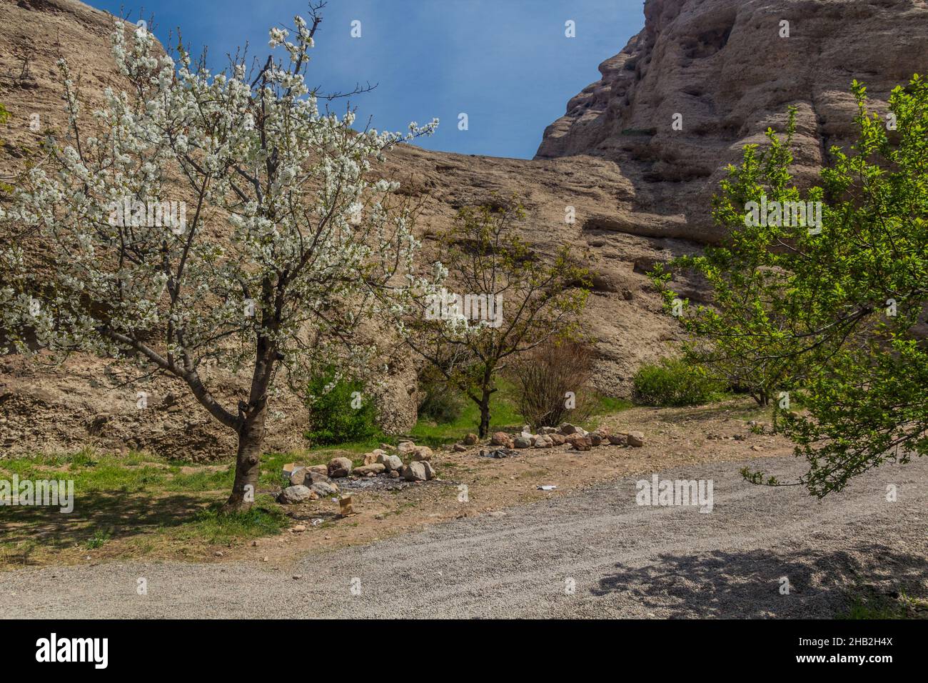 Frühling Kirschbäume in Blüte im Alamut Tal im Iran Stockfoto