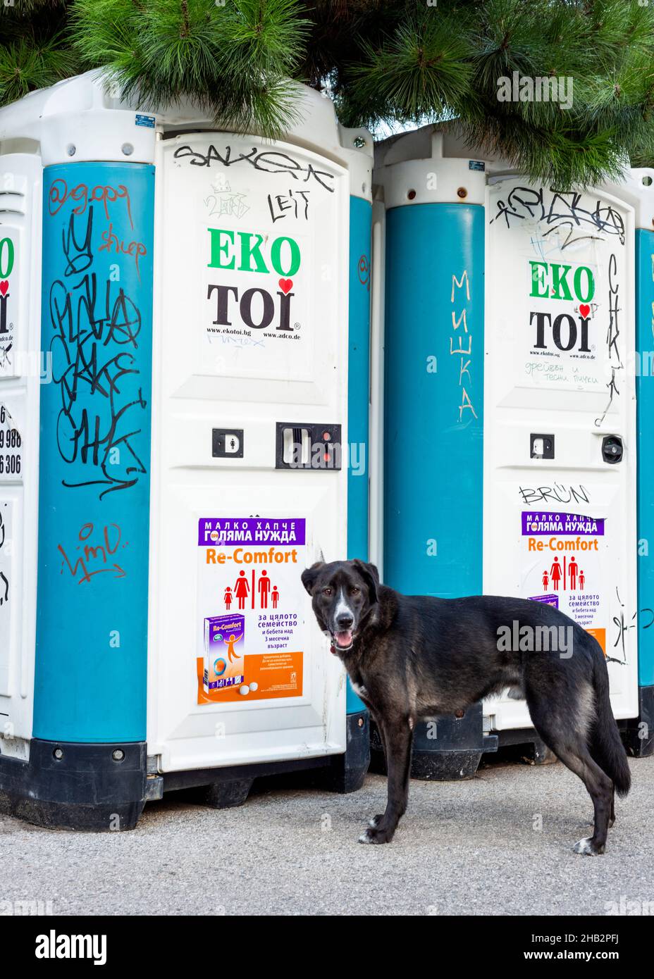 Ein Hund an der Leine wartet auf seinen Besitzer vor der tragbaren Toilette in Sofia, Bulgarien Stockfoto