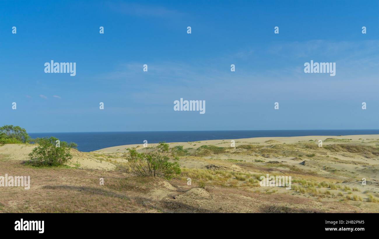 Sanddüne EFA an der Kurischen Nehrung, Ostsee, Kaliningrad, Russland. Seltene Büsche auf einer Sanddüne an einem sonnigen Tag im Sommer. Stockfoto