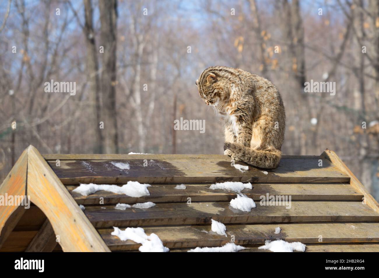 Die traurige wilde, fernöstliche Waldkatze oder amur-Leopardenkatze mit gesenktem Kopf sitzt im Winter auf einem Holzdach eines Hauses. Stockfoto