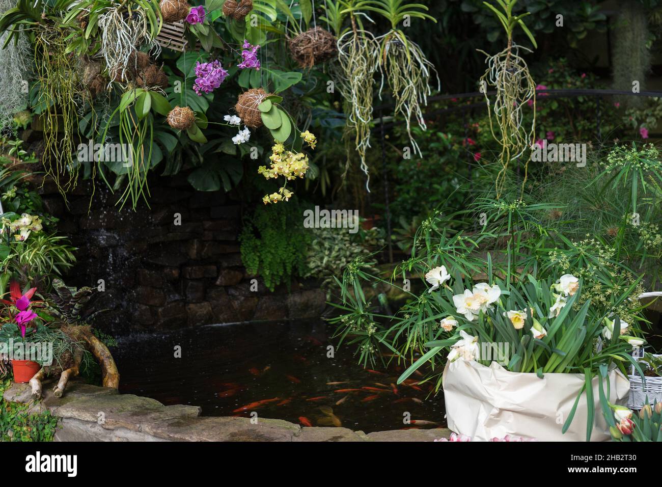 Hängende Zimmerpflanzen. Gelbe und rosa Orchideen in Kokedama oder