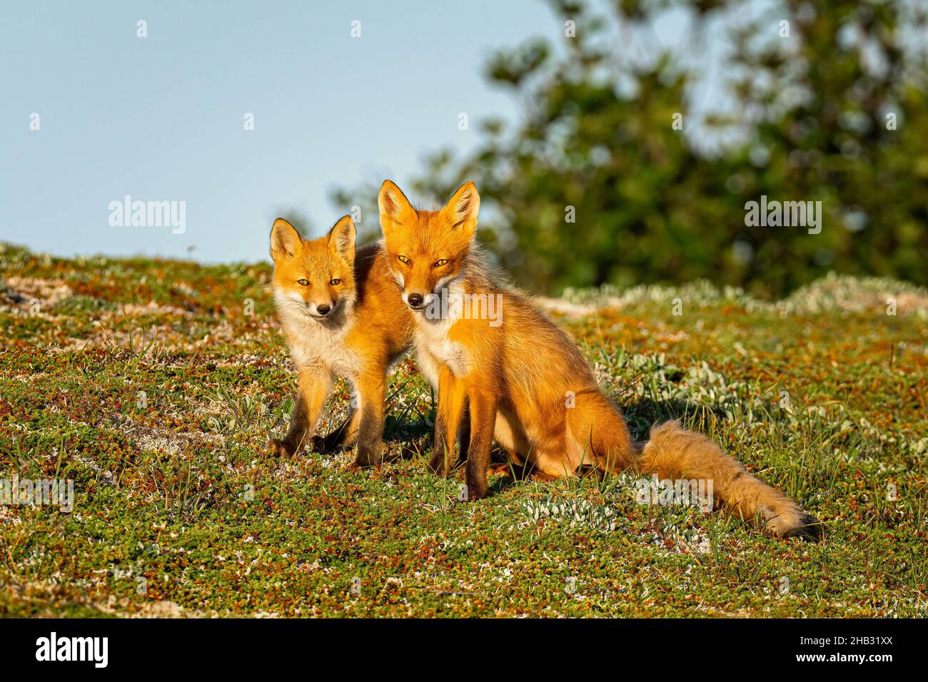 Fox mit Kit Stockfoto