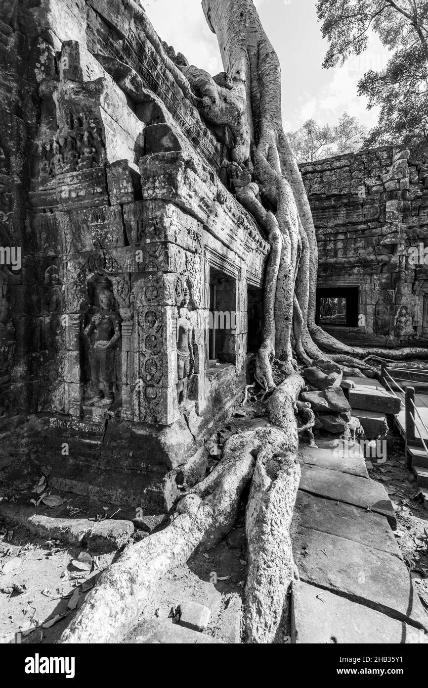 Ruinen eines alten Tempels, der von Wurzeln im Angkor Wat in Kambodscha umgarnt wurde. Schwarzweiß-Fotografie Stockfoto