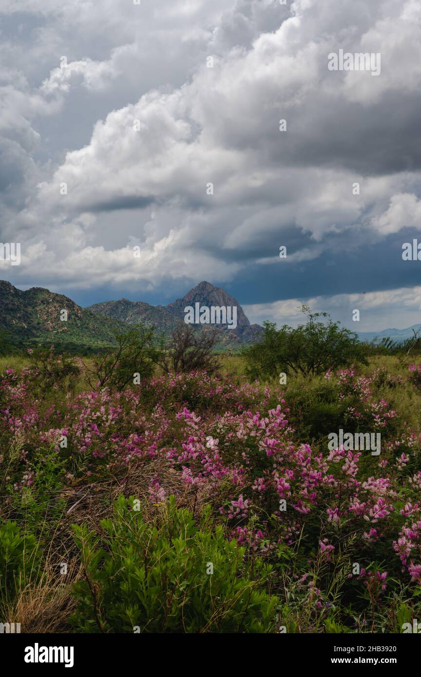 Rosafarbene Wildblumen am Madera Canyon im Süden Arizonas Stockfoto