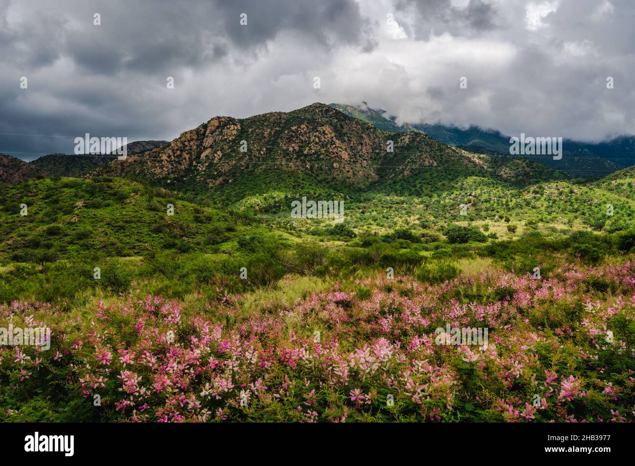 Rosafarbene Wildblumen am Madera Canyon Stockfoto