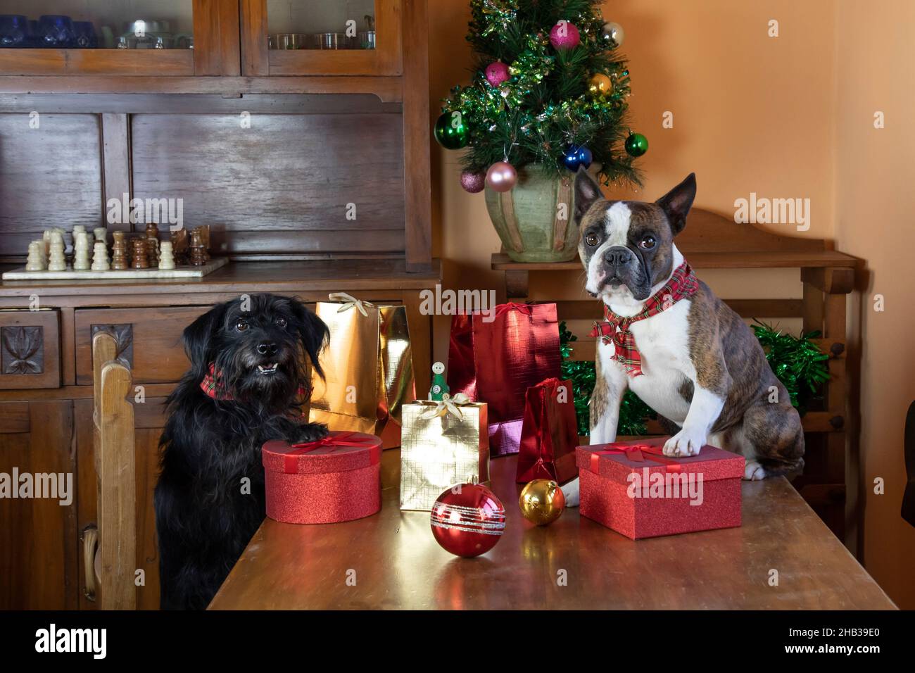Zwei kleine Hunde, Boston Terrier und kleine Schnauzer Verpackung Geschenke für Weihnachten. Lustige Foto von Hunden verhalten sich wie Menschen. Frohe Weihnachten Stockfoto