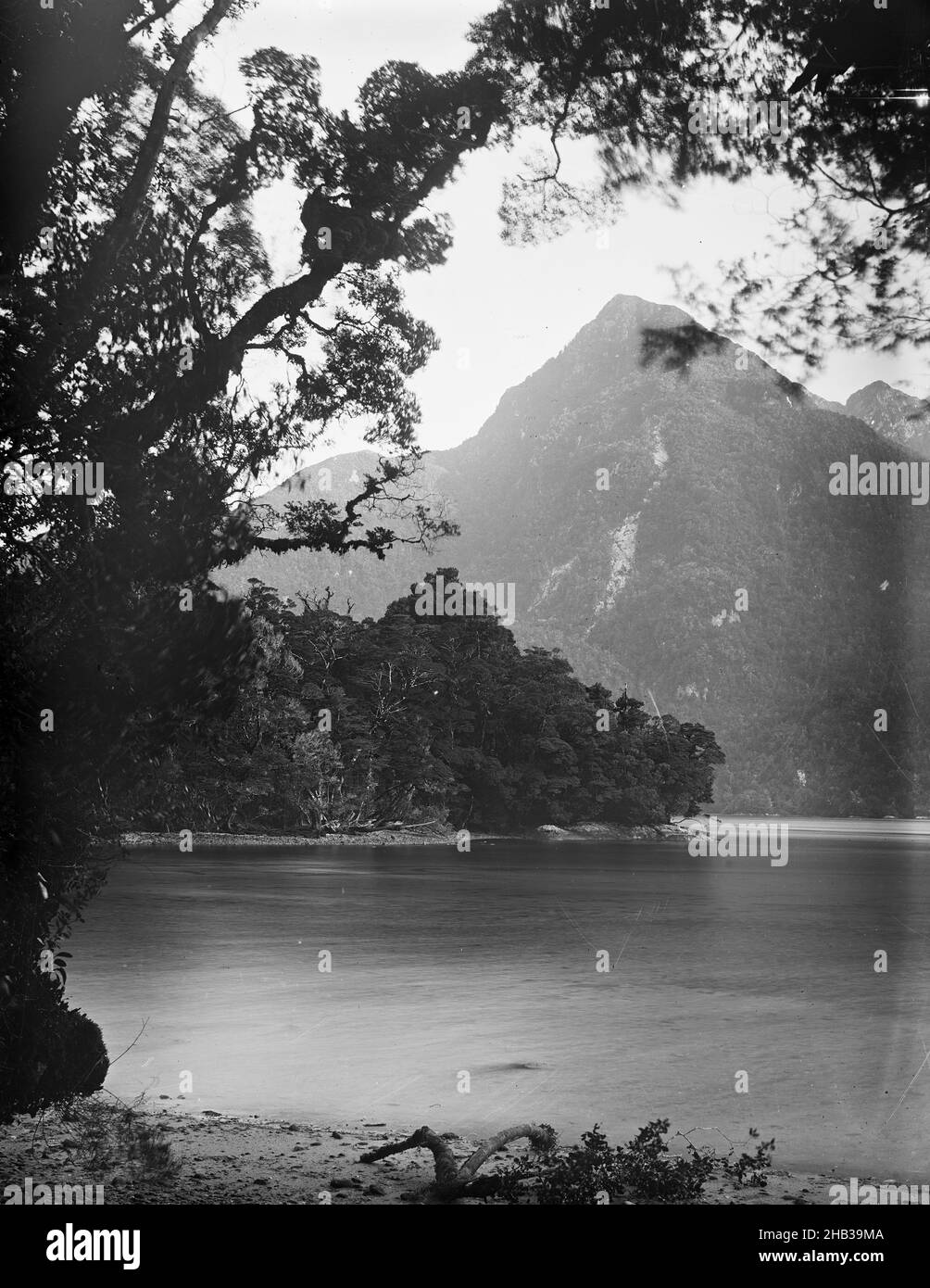 [Caswell Sound], Burton Brothers Studio, Fotostudio, Neuseeland, Schwarz-Weiß-Fotografie, Spitzer Berg, überhängender Baum Stockfoto