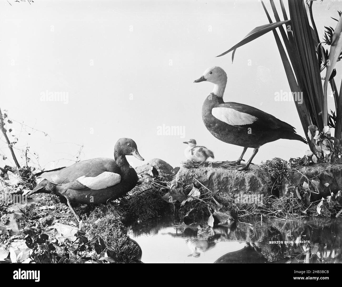Paradise Ducks, Burton Brothers Studio, Fotostudio, 1889, Dunedin, Schwarzweiß-Fotografie, Ausstellung von ausgestopften Vögeln, eine männliche, weibliche und junge Küken-Funktion Stockfoto