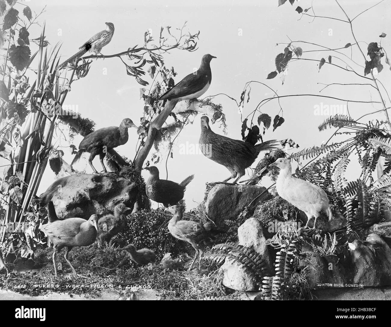 Pukeko, Weka, Pigeon und Cuckoo., Burton Brothers Studio, Fotostudio, 1889, Dunedin, Schwarz-Weiß-Fotografie, Ausstellung von ausgestopften Vögeln (einschließlich Pukeko, Weka, Taube und Kuckuck Stockfoto