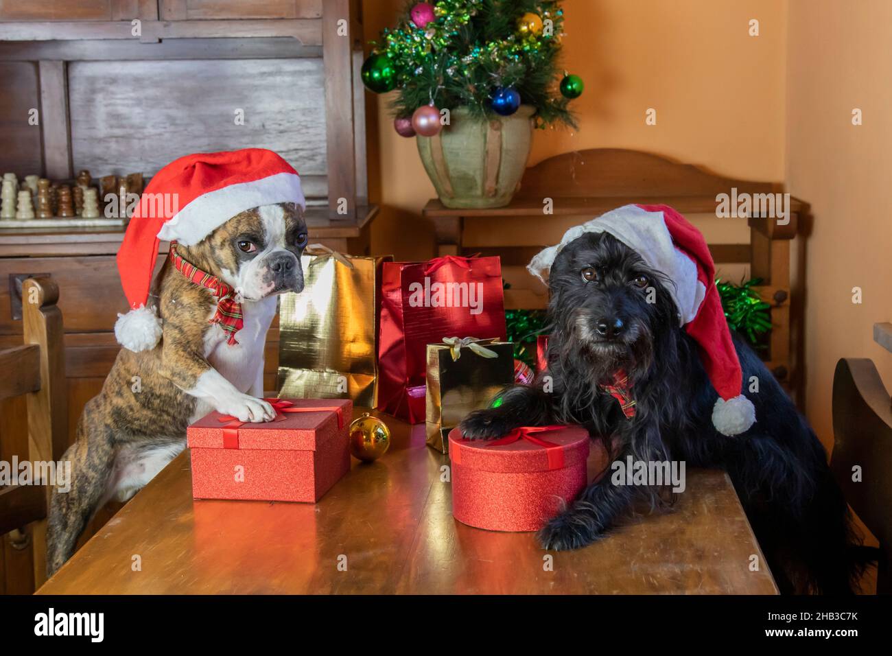 Zwei kleine Hunde, Boston Terrier und kleine Schnauzer Verpackung Geschenke für Weihnachten. Lustige Foto von Hunden verhalten sich wie Menschen. Frohe Weihnachten Stockfoto
