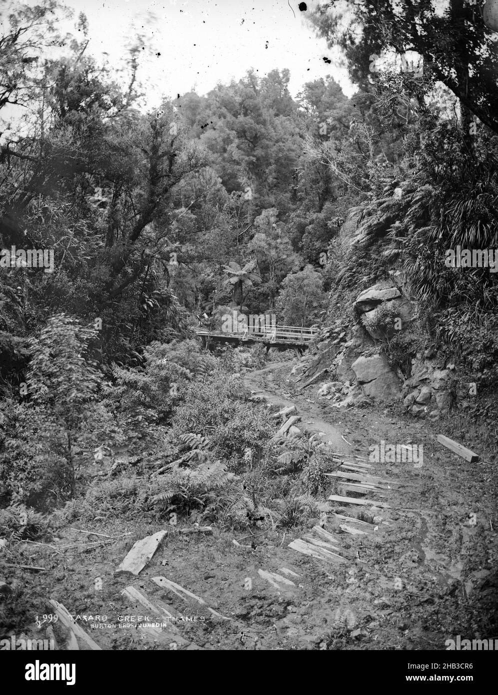 Tararu Creek, Thames, Burton Brothers Studio, Fotostudio, Neuseeland, Schwarzweiß-Fotografie Stockfoto