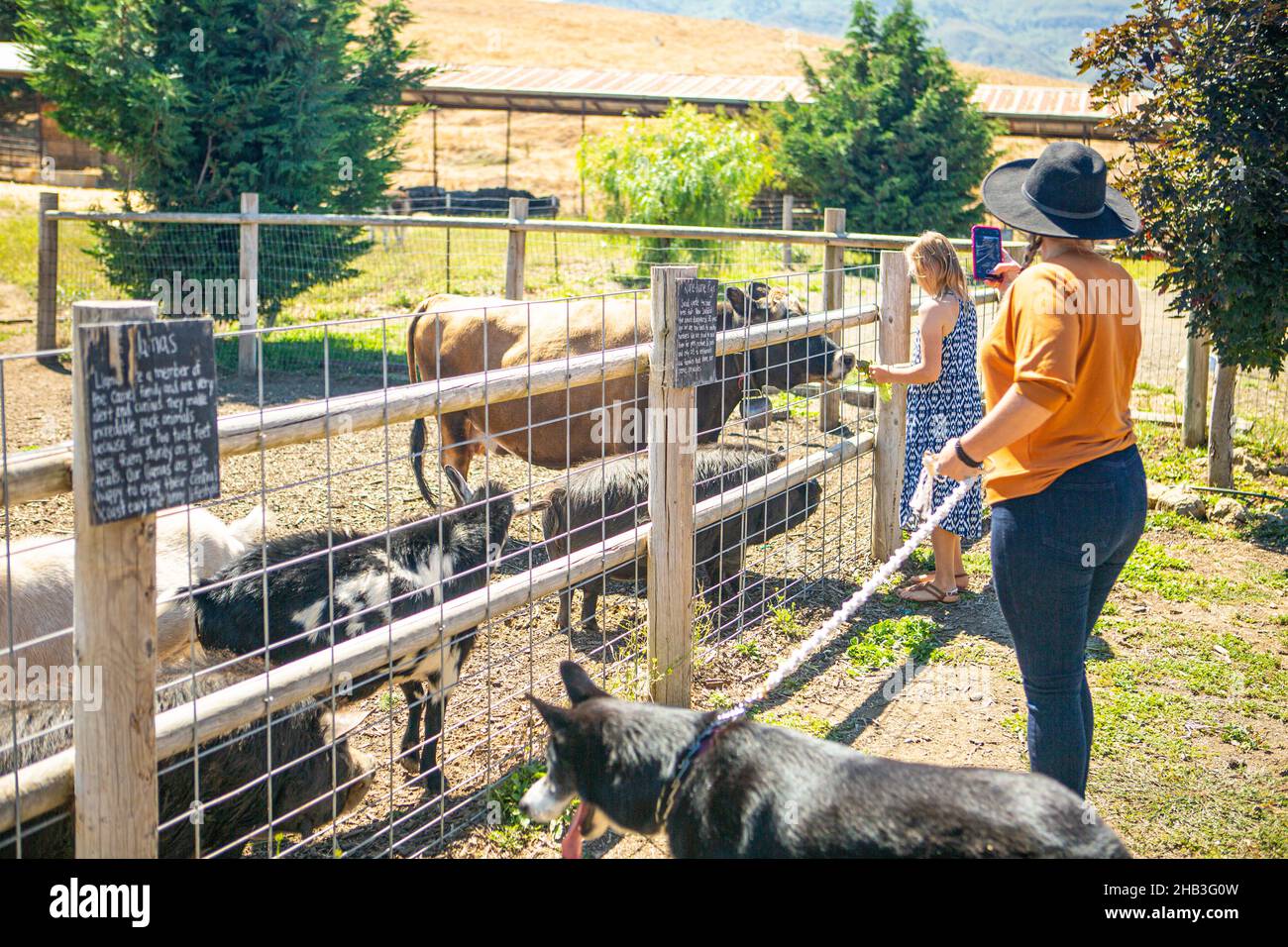 Besucher füttern rach Livesatock, Falded Hills Farmstead, Santa Ynez Valley, Kalifornien Stockfoto