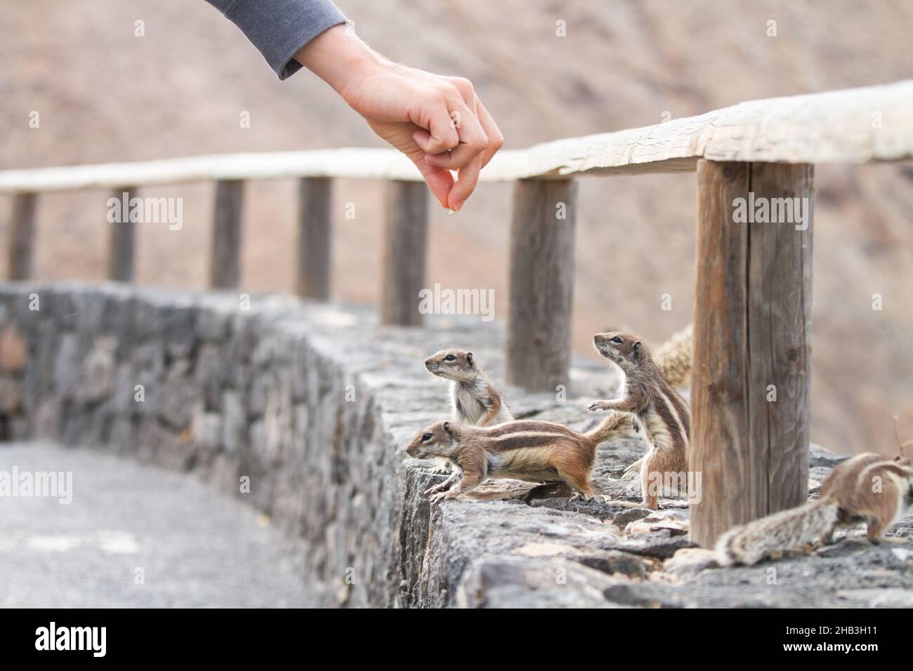 Menschliche Hand füttert ein Eichhörnchen in trockener felsiger Landschaft Stockfoto